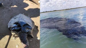 La ONU disfraza la crisis de ambiental con capitalismo verde